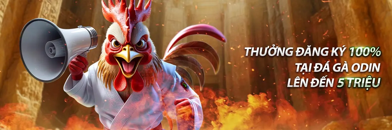 Đá gà trực tiếp Thomo sôi động